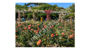 The Rose Garden