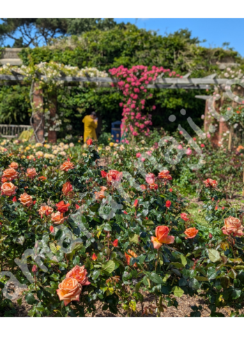 The Rose Garden