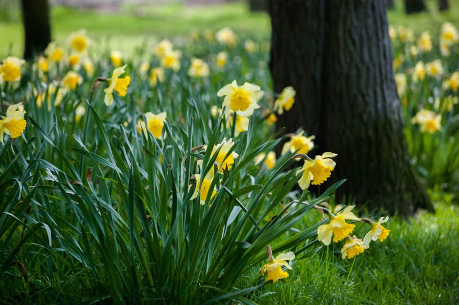 Vibrant yellow daffodils blooming in a lush green park, capturing the essence of spring.