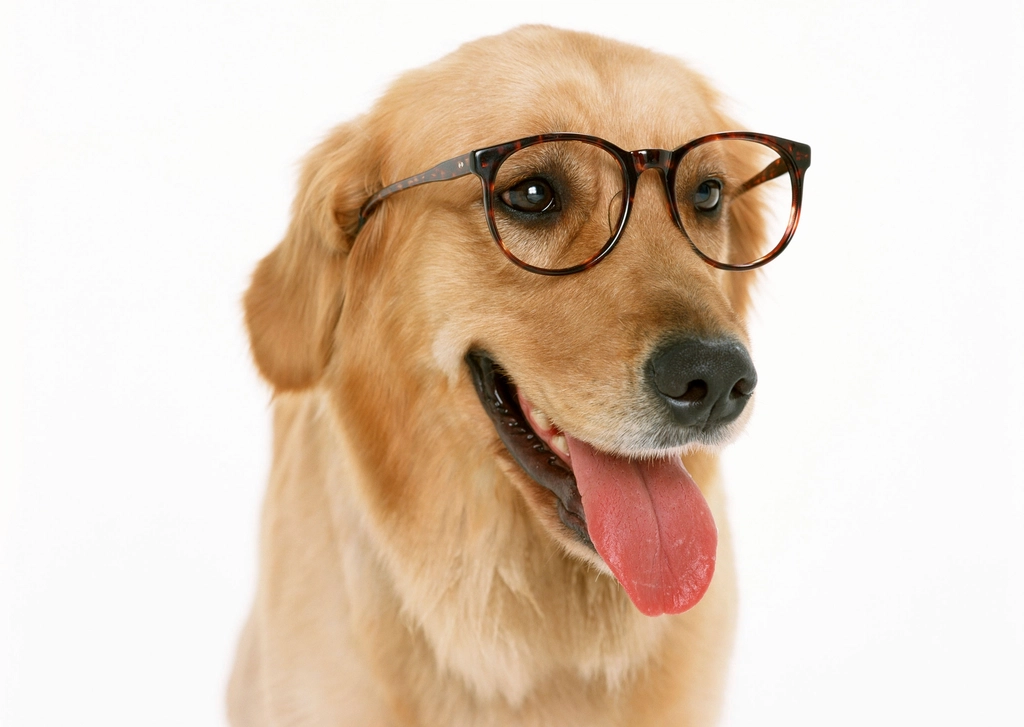 Free golden retriever dog wearing