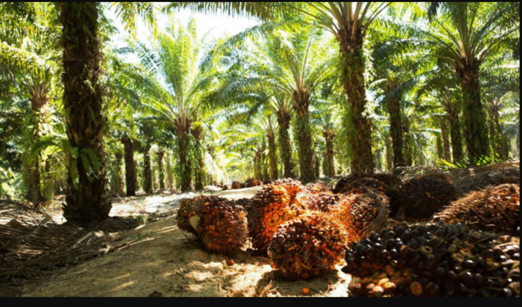 Photo of Honduras palms