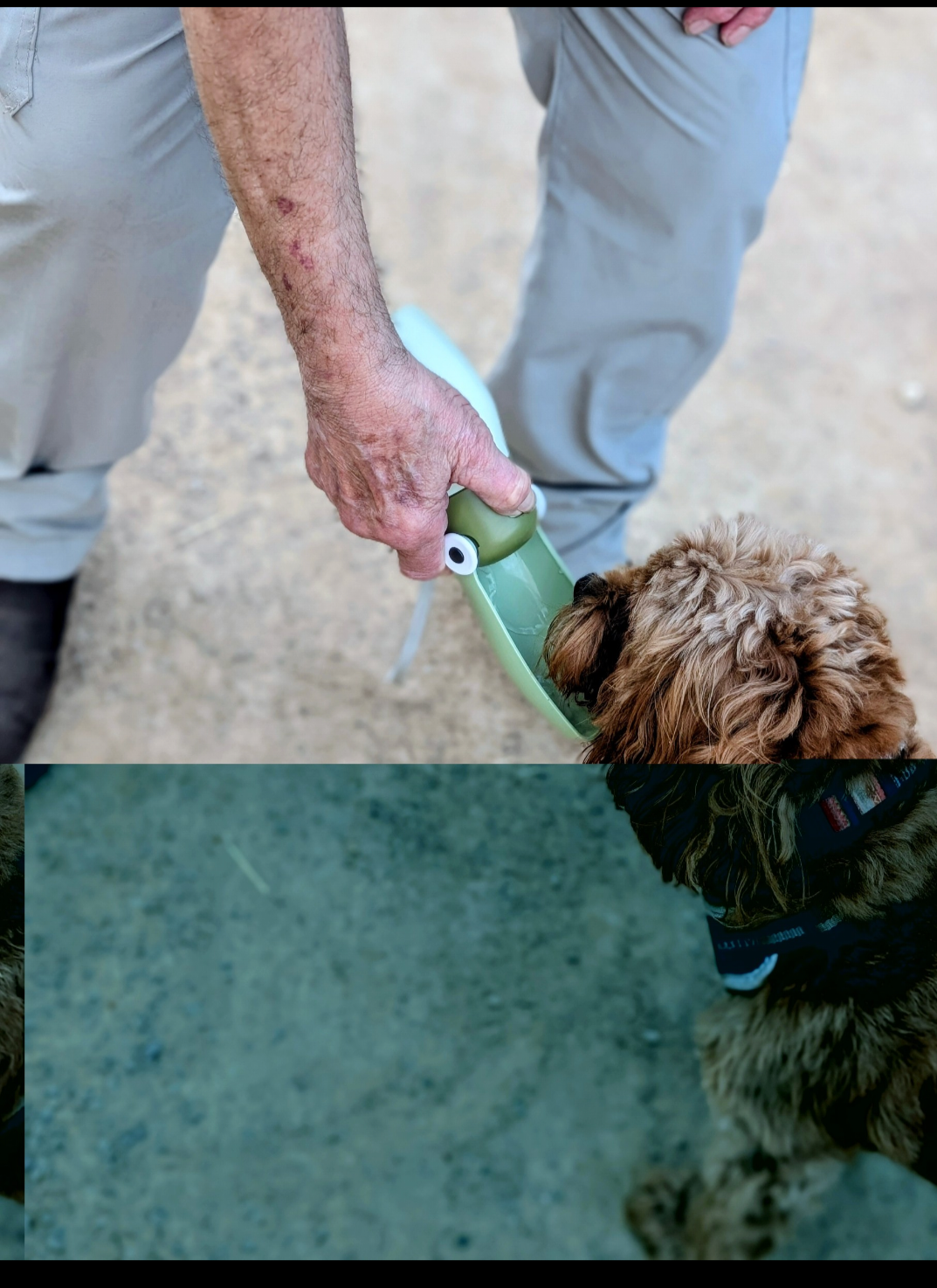 Feeding water to the dog